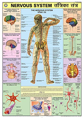 HPM04 | TeachingNest | Nervous System Chart 70x100 cm | English & Hindi Combined | Human Physiology Chart | Laminated | Wall Sticking teachingnest and Human Physiology Charts